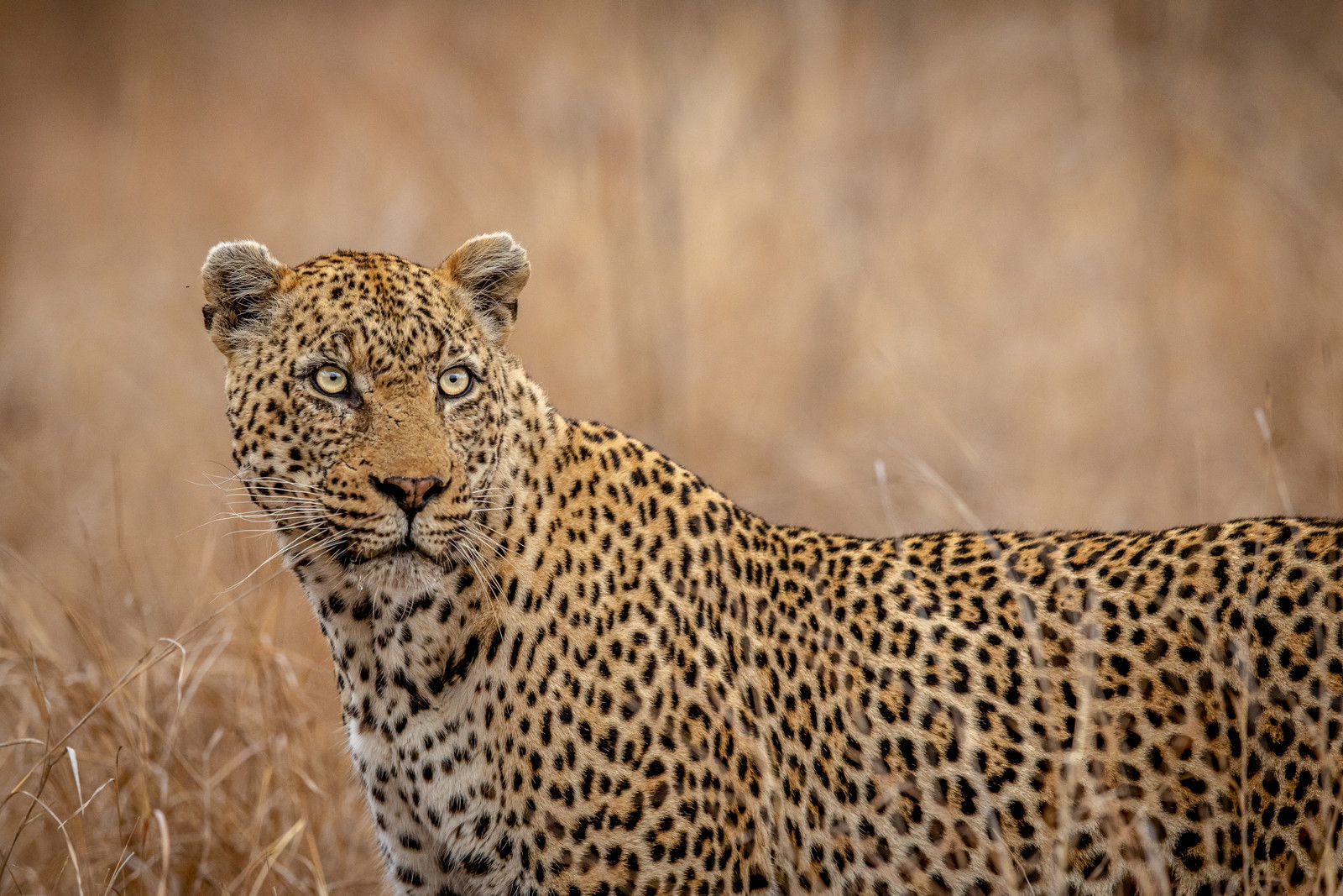 Close-up of a leopard