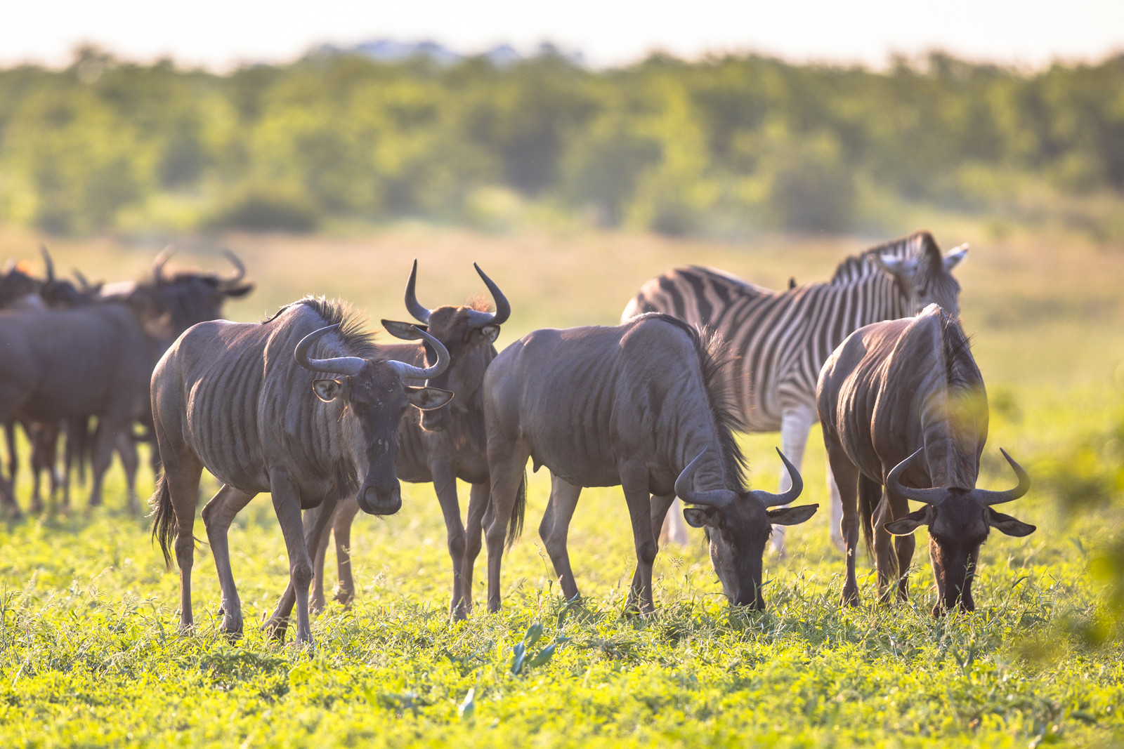 4 Days / 3 Nights Group Joining Safari