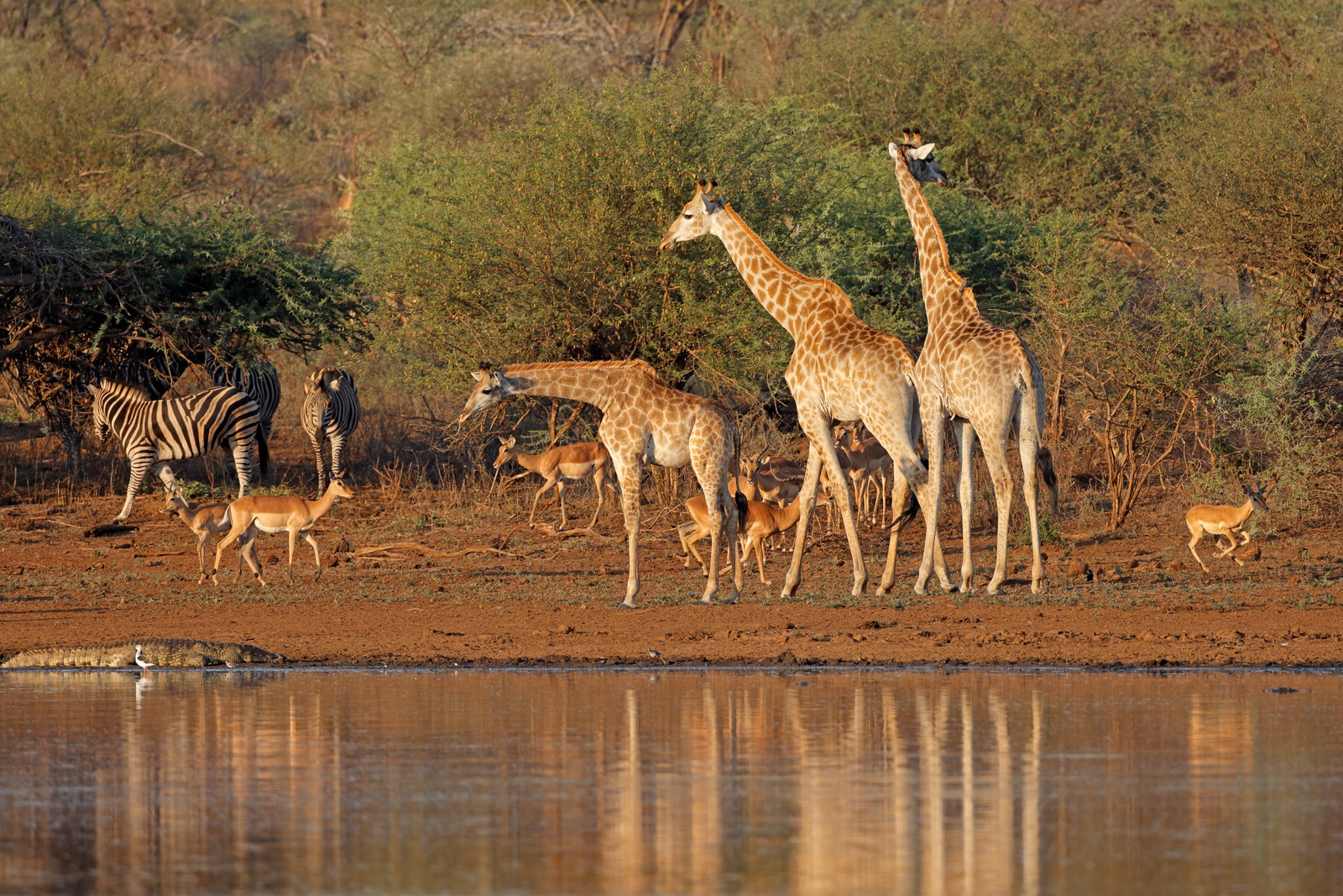 Mikumi National Park