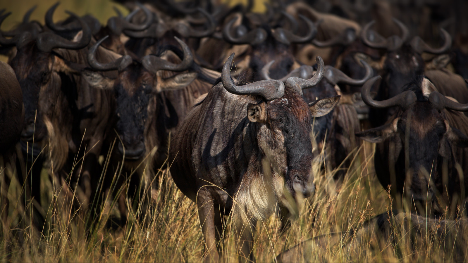 Ngorongoro Crater Day Trip (Private)