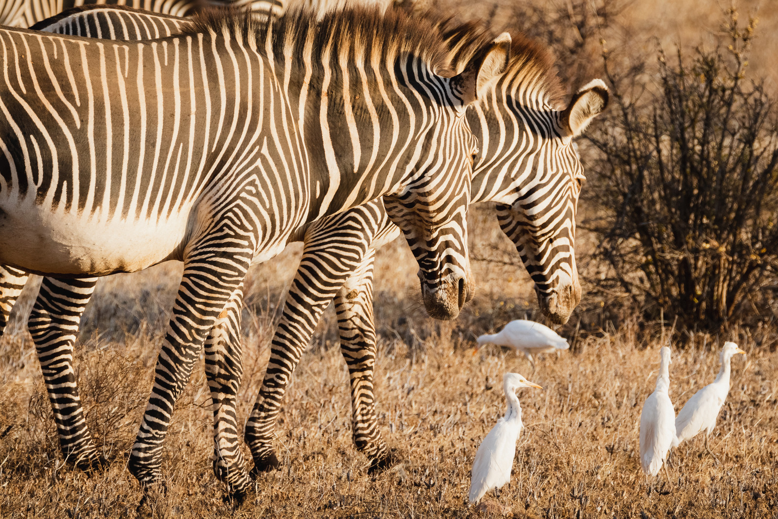 Zebras on the plains
