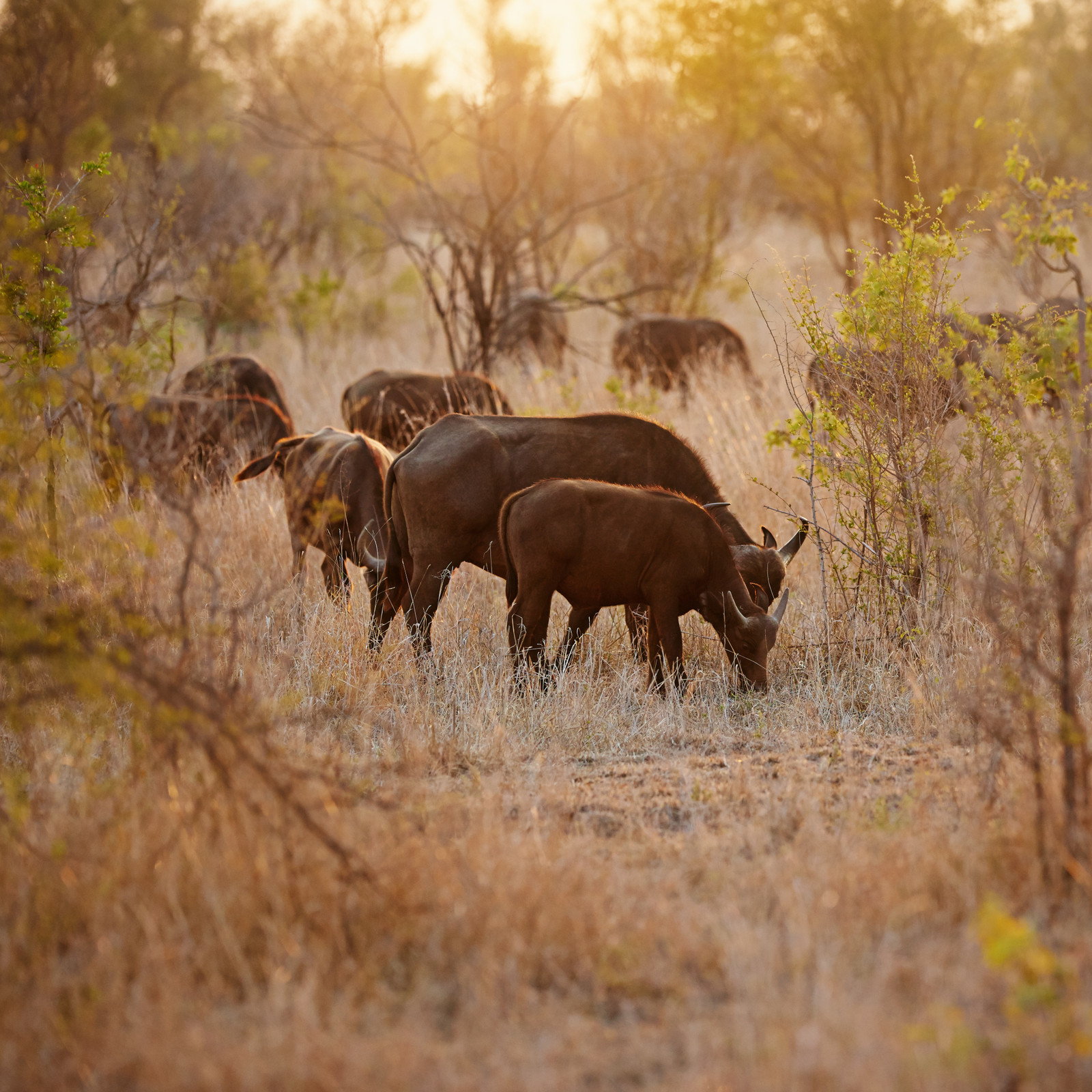 Wildebeest herd grazing in golden light on the Serengeti plains