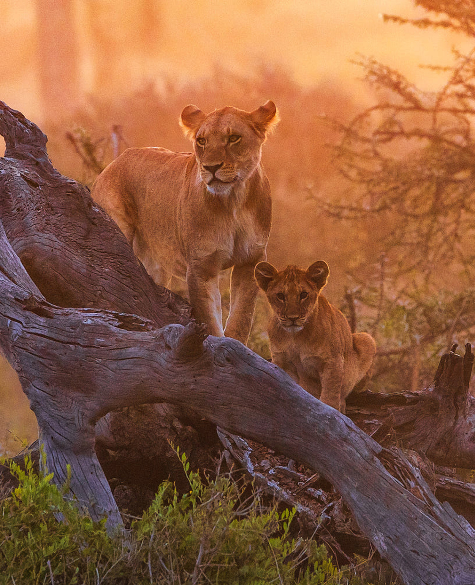 4 Days / 3 Nights Private Safari