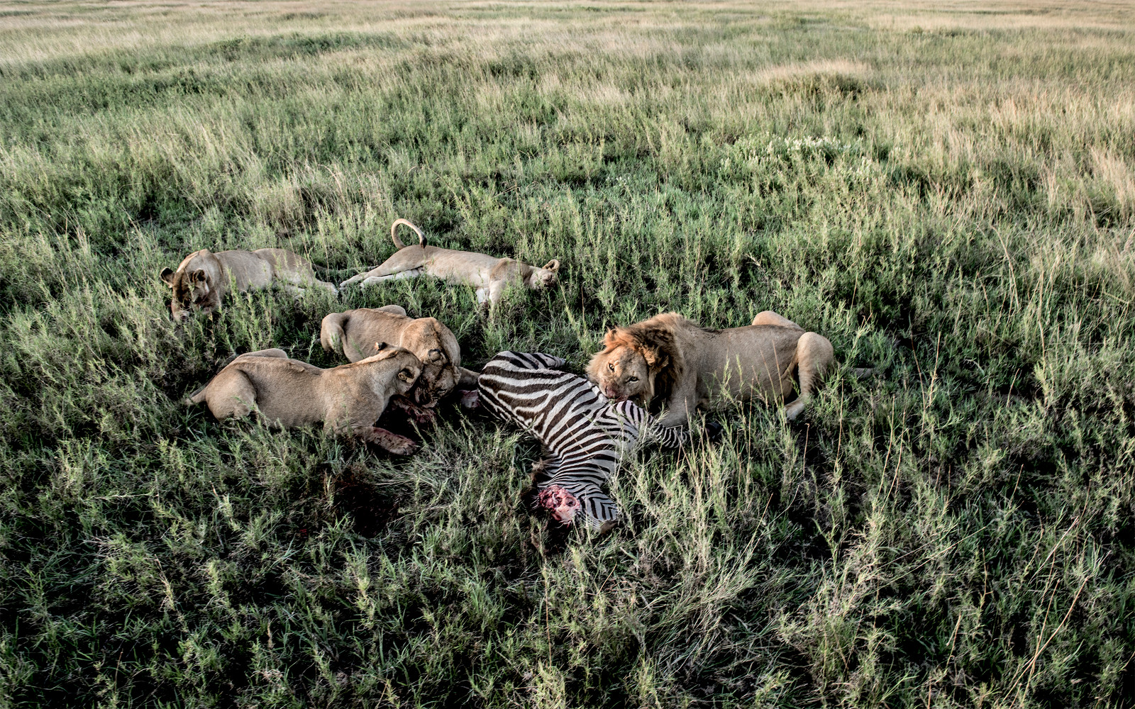 Lions in the Serengeti