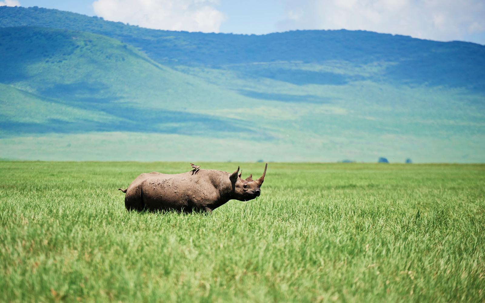 Ngorongoro Crater