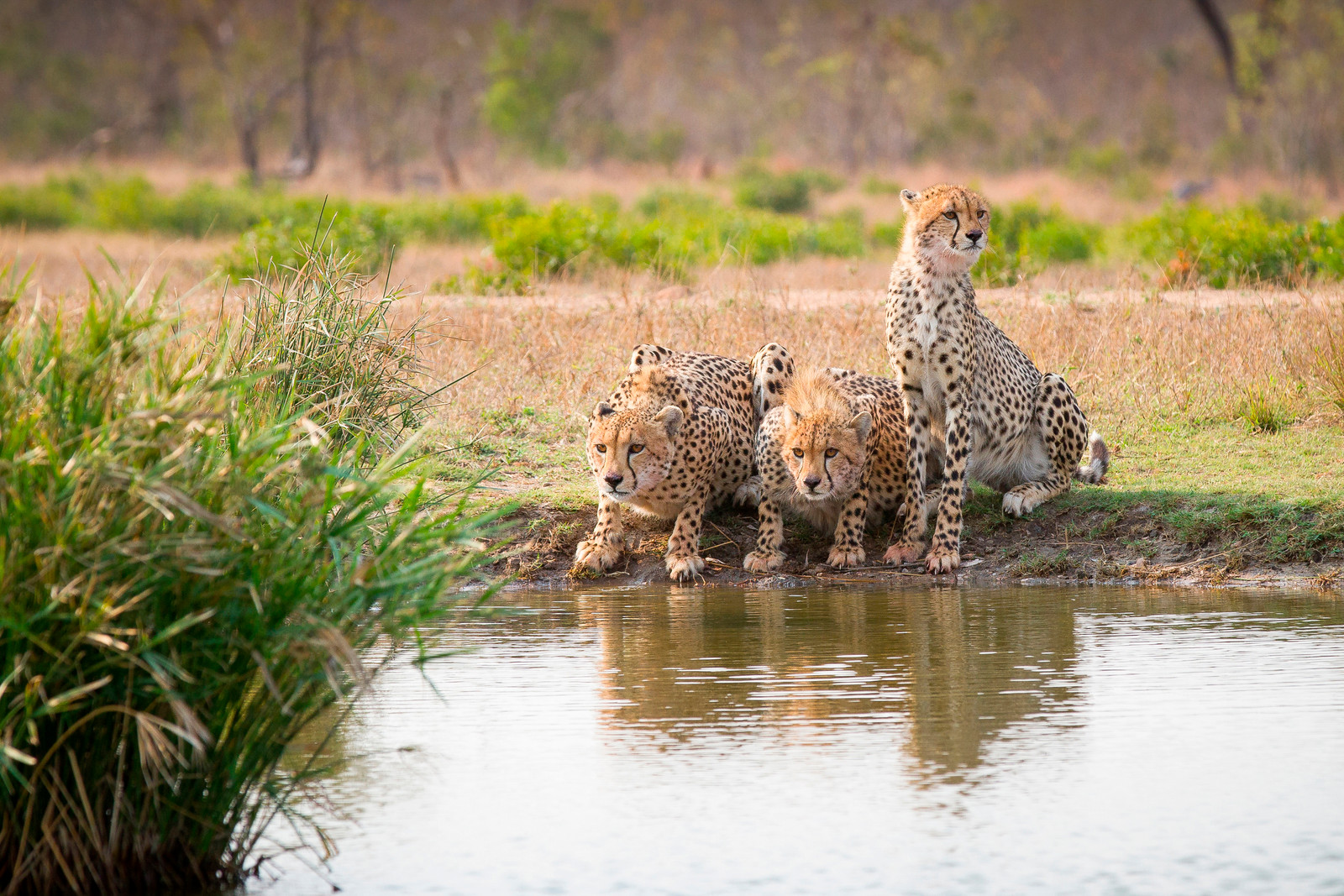 Three cheetahs standing and crouching