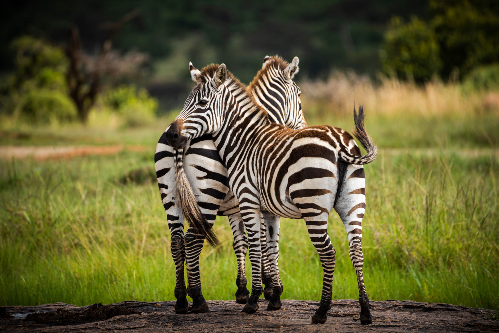 Zebra at El Karama Ranch, Laikipia
