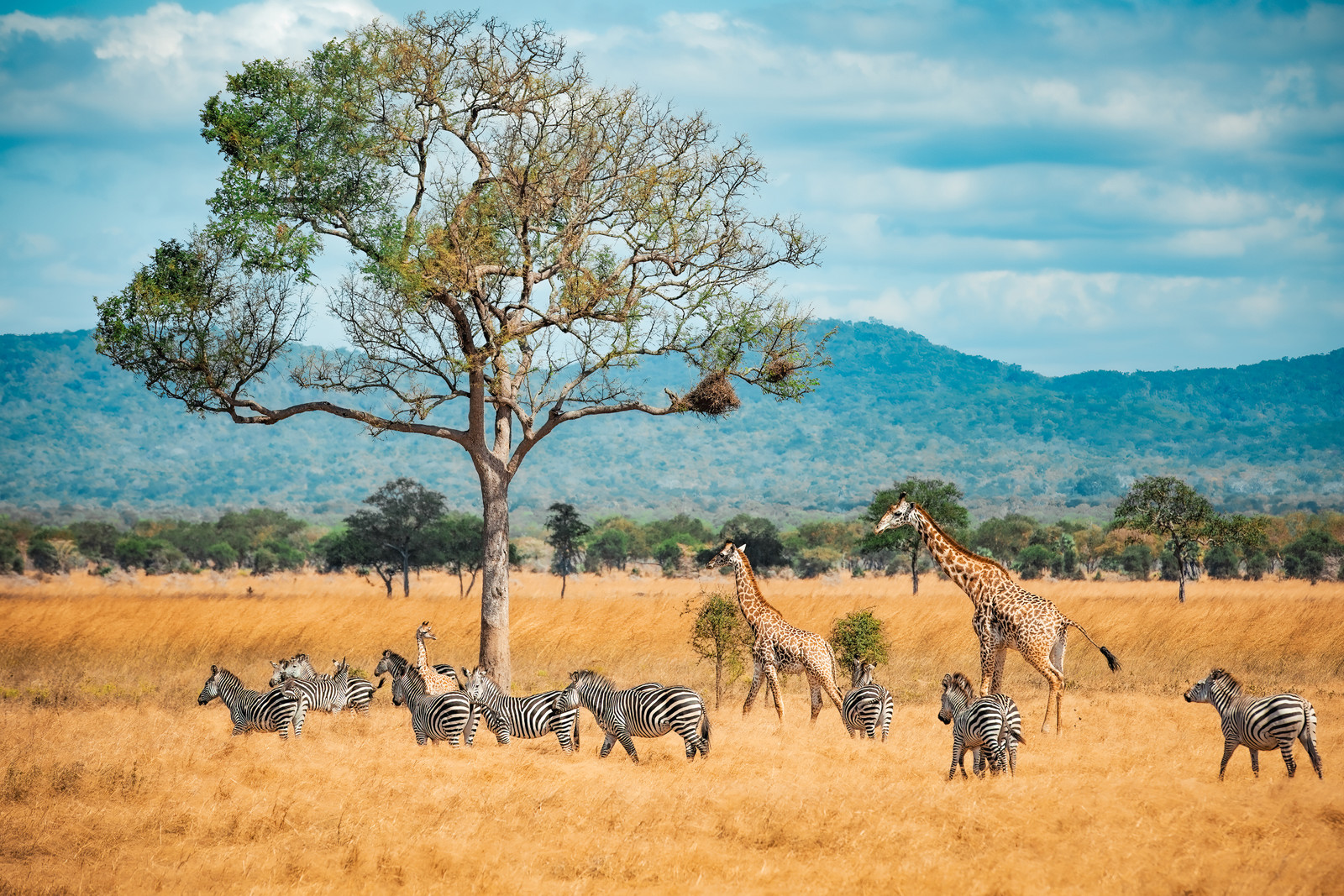 Zebras and giraffes grazing on the golden Tanzanian plains