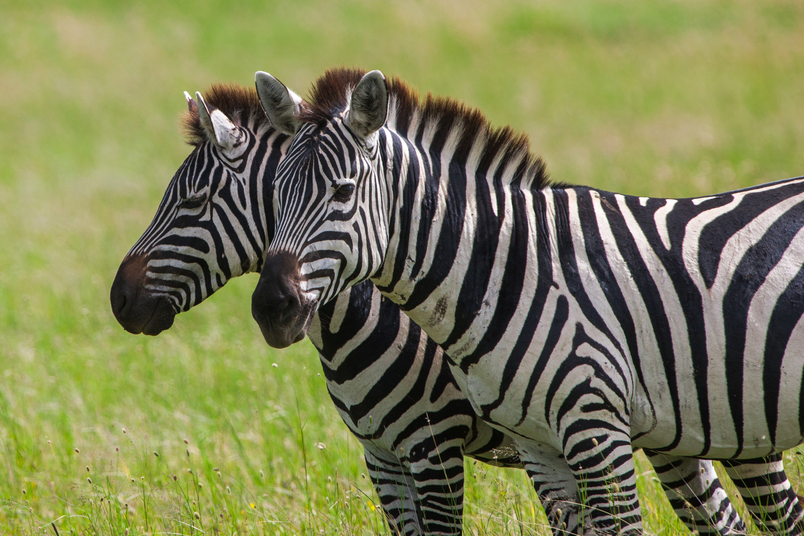 Serengeti National Park